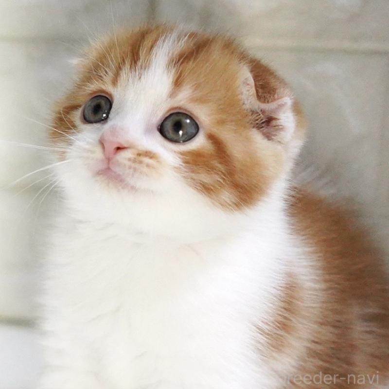 販売中の愛知県のスコティッシュフォールド-134743の9枚目