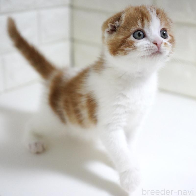 販売中の愛知県のスコティッシュフォールド-134743の8枚目