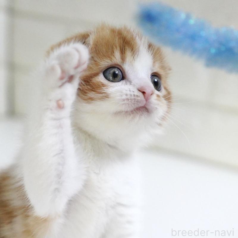 販売中の愛知県のスコティッシュフォールド-134743の7枚目