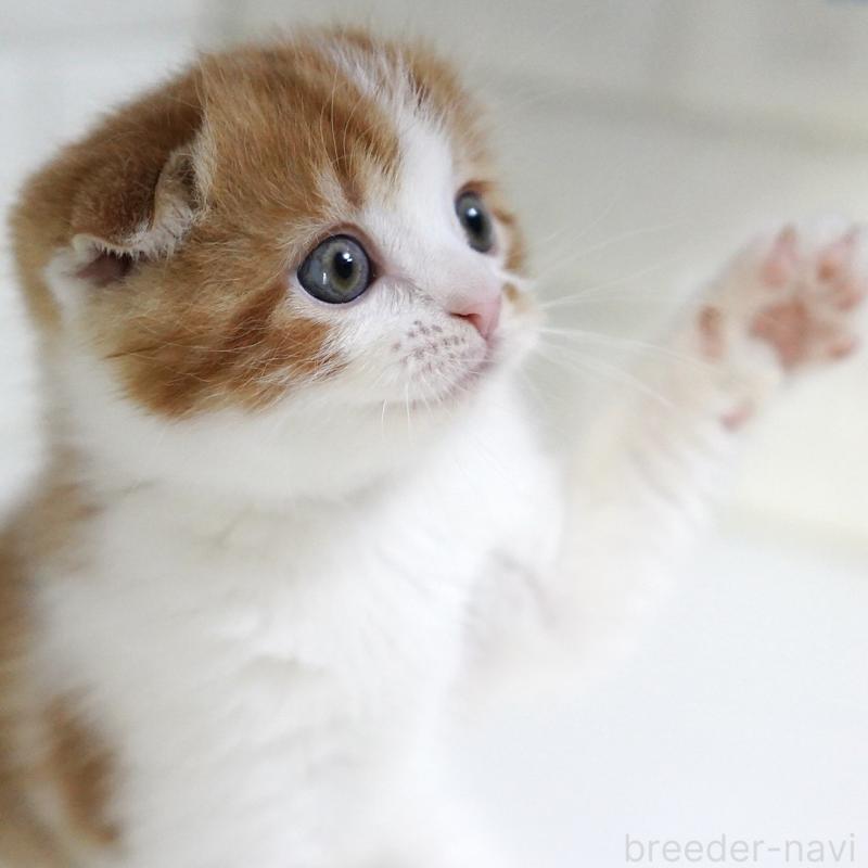 販売中の愛知県のスコティッシュフォールド-134743の6枚目