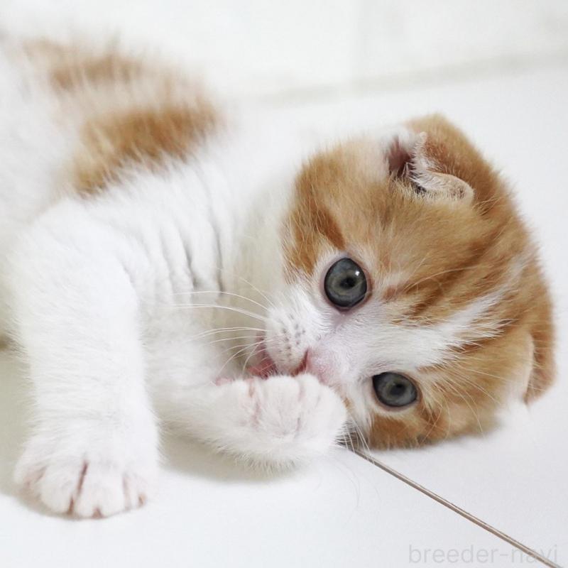 販売中の愛知県のスコティッシュフォールド-134743の5枚目