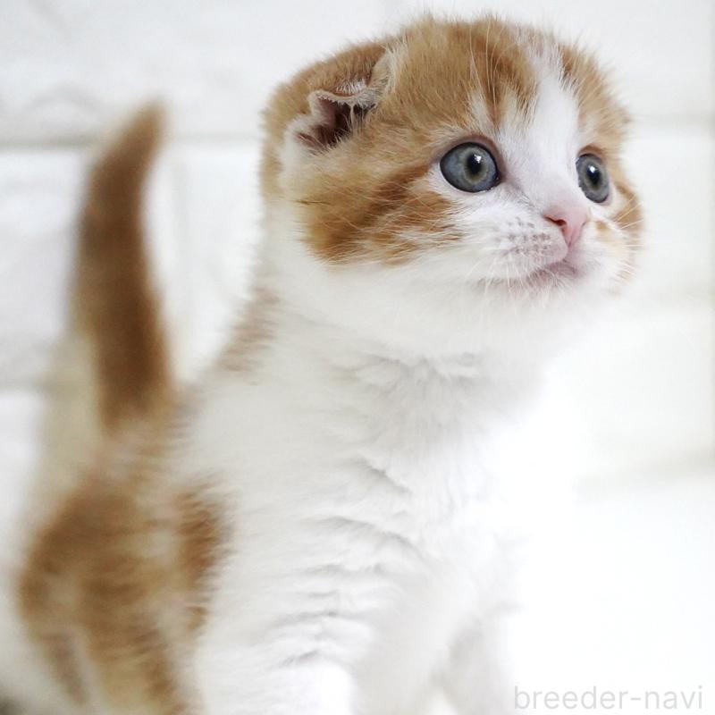 販売中の愛知県のスコティッシュフォールド-134743の4枚目