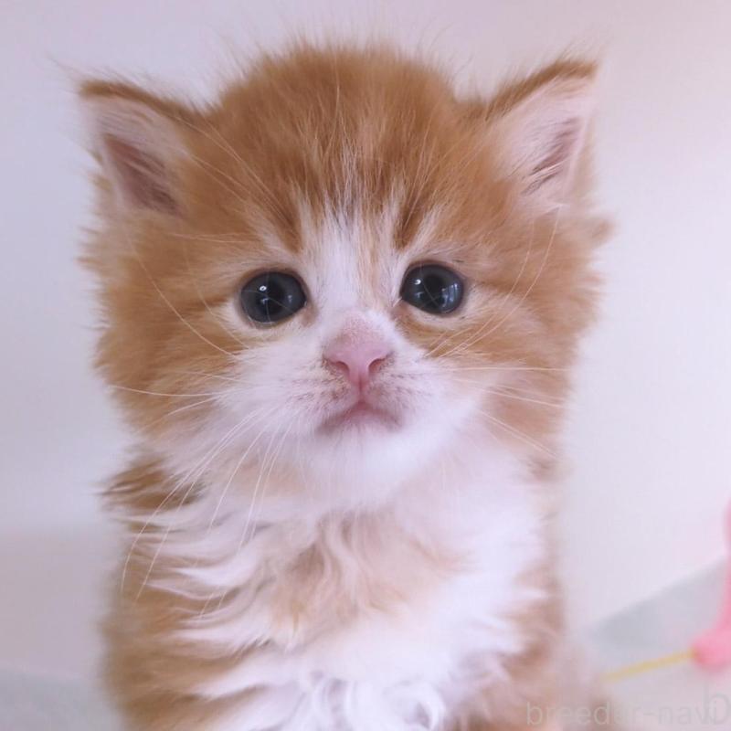 販売中の大阪府のミヌエット-134744