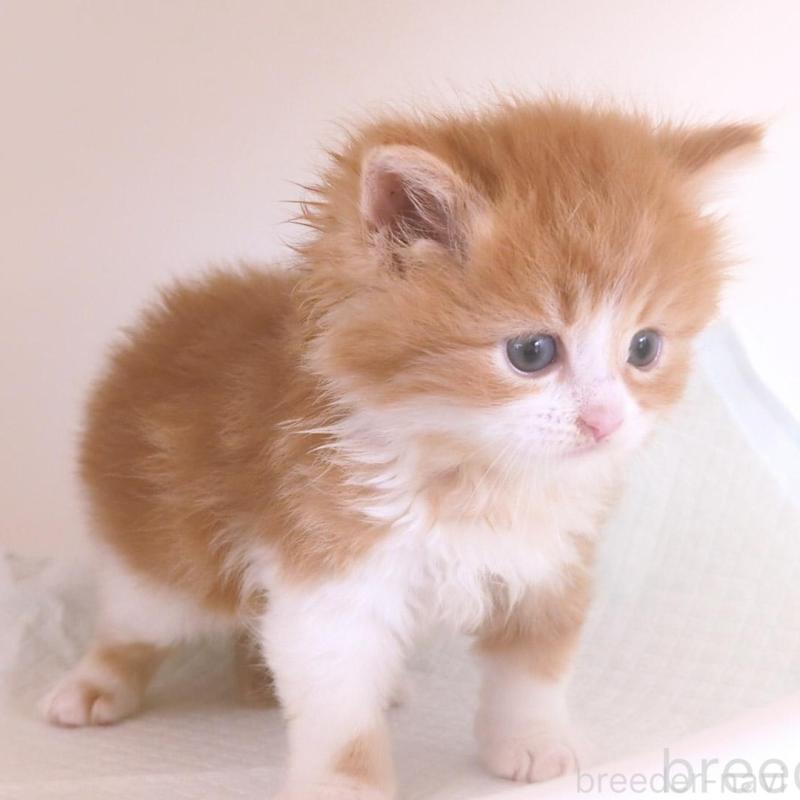 販売中の大阪府のミヌエット-134744の9枚目