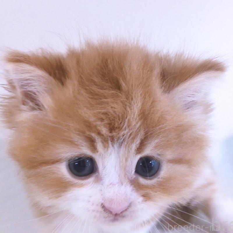 販売中の大阪府のミヌエット-134744の8枚目