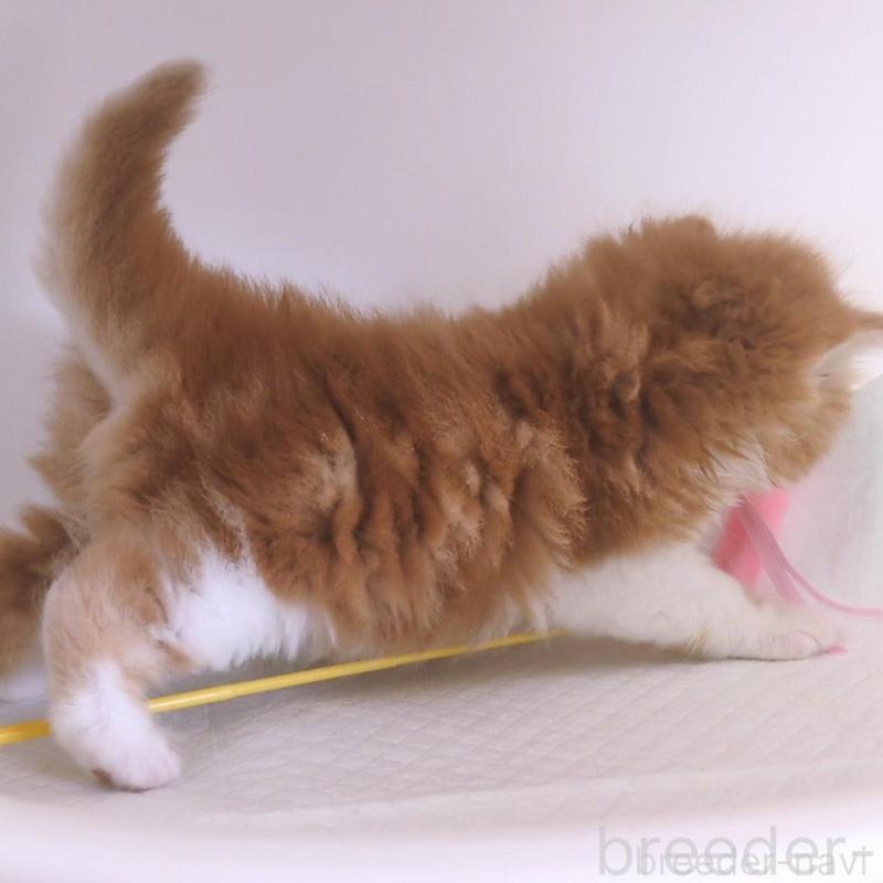 販売中の大阪府のミヌエット-134744の6枚目