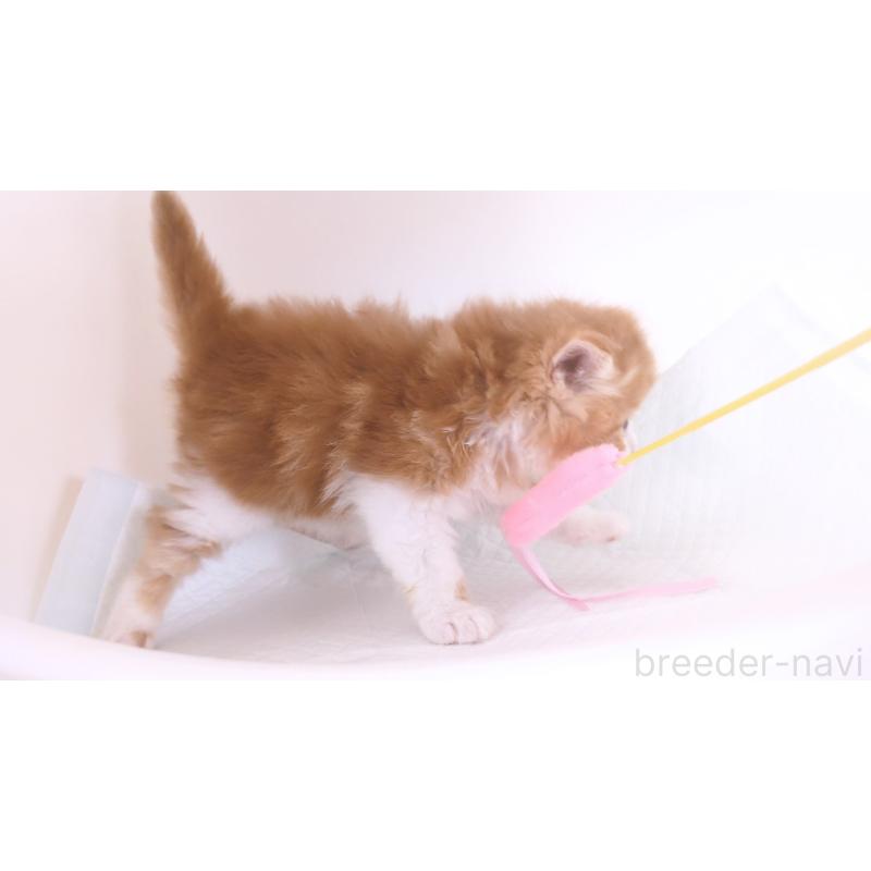 販売中の大阪府のミヌエット-134744の4枚目