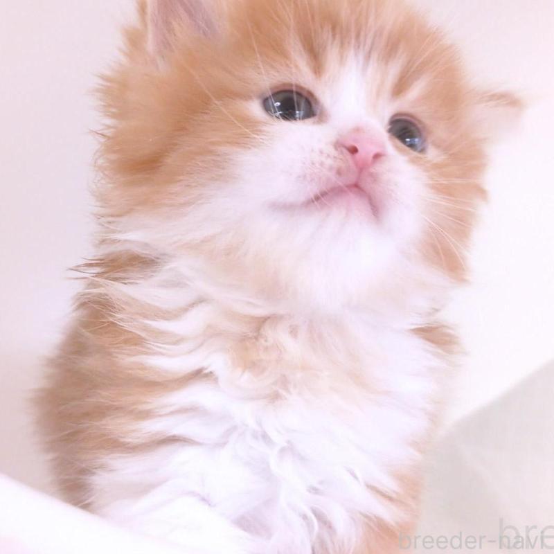 販売中の大阪府のミヌエット-134744の3枚目