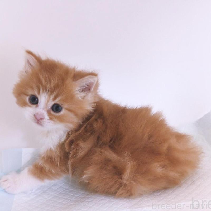 販売中の大阪府のミヌエット-134744の2枚目