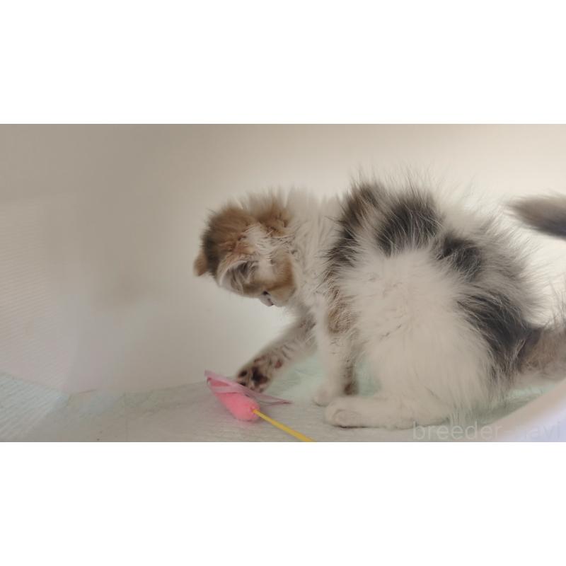 販売中の大阪府のミヌエット-134745の9枚目