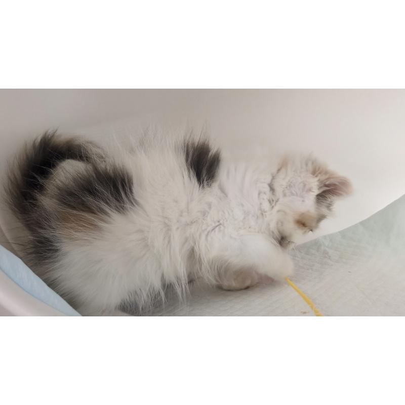 販売中の大阪府のミヌエット-134745の8枚目