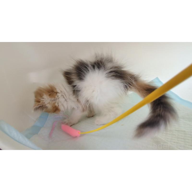 販売中の大阪府のミヌエット-134745の7枚目