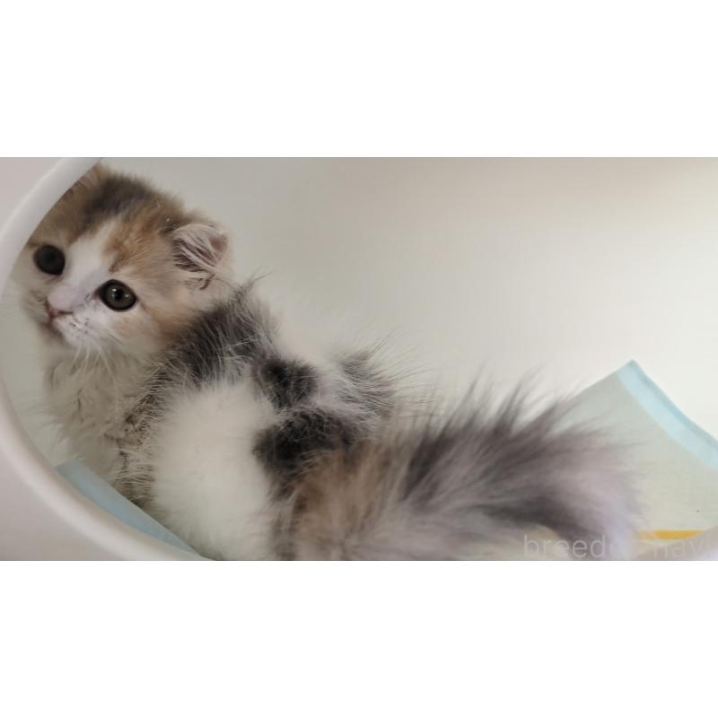 販売中の大阪府のミヌエット-134745の6枚目