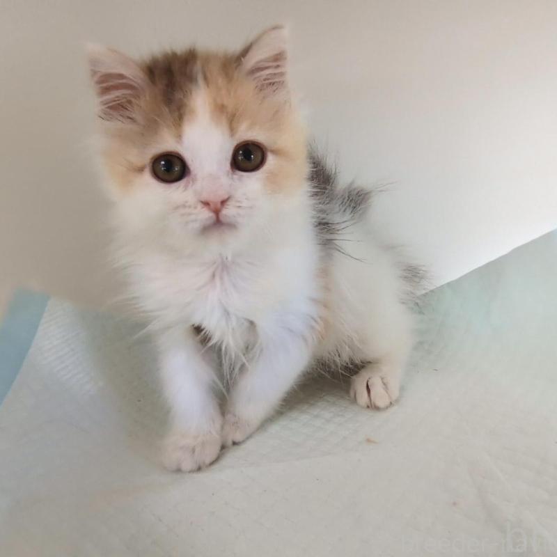 販売中の大阪府のミヌエット-134745の3枚目