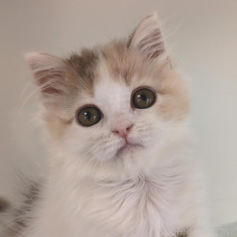 販売中の大阪府のミヌエット-134745の1枚目