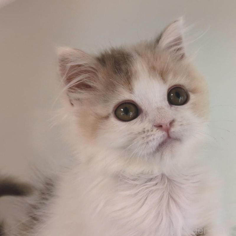 販売中の大阪府のミヌエット-134745の2枚目