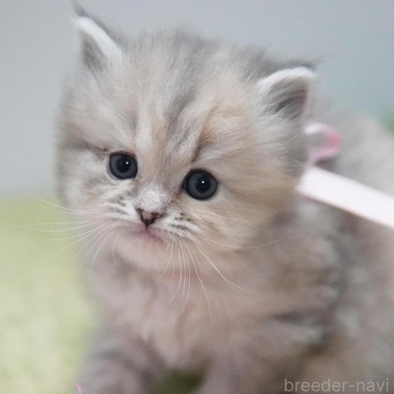 販売中の神奈川県のミヌエット-134746の2枚目