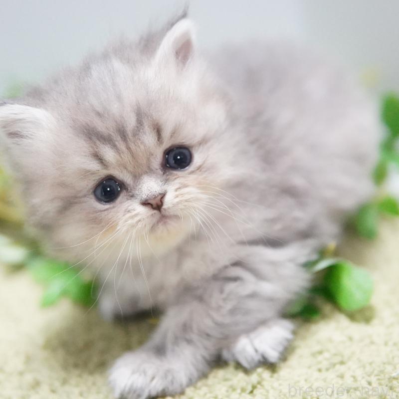 販売中の神奈川県のミヌエット-134747の1枚目