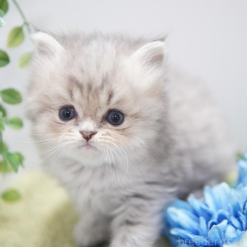 販売中の神奈川県のミヌエット-134747の3枚目