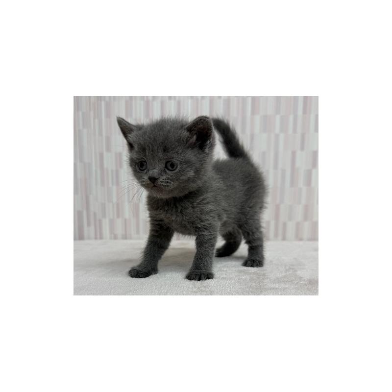 販売中の千葉県のブリティッシュショートヘア-134748の3枚目