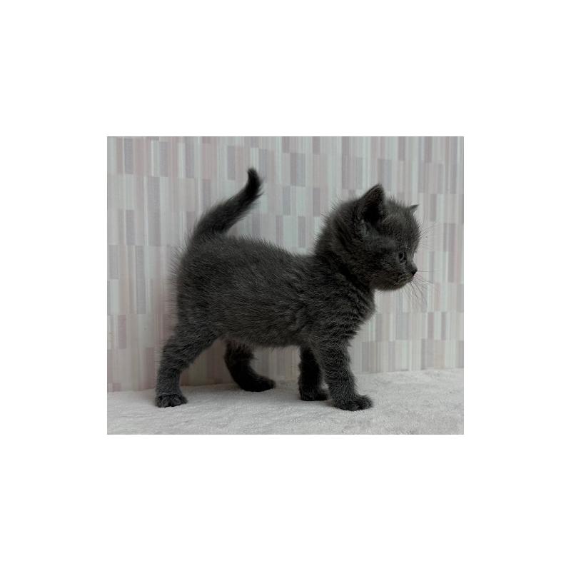 販売中の千葉県のブリティッシュショートヘア-134748の2枚目