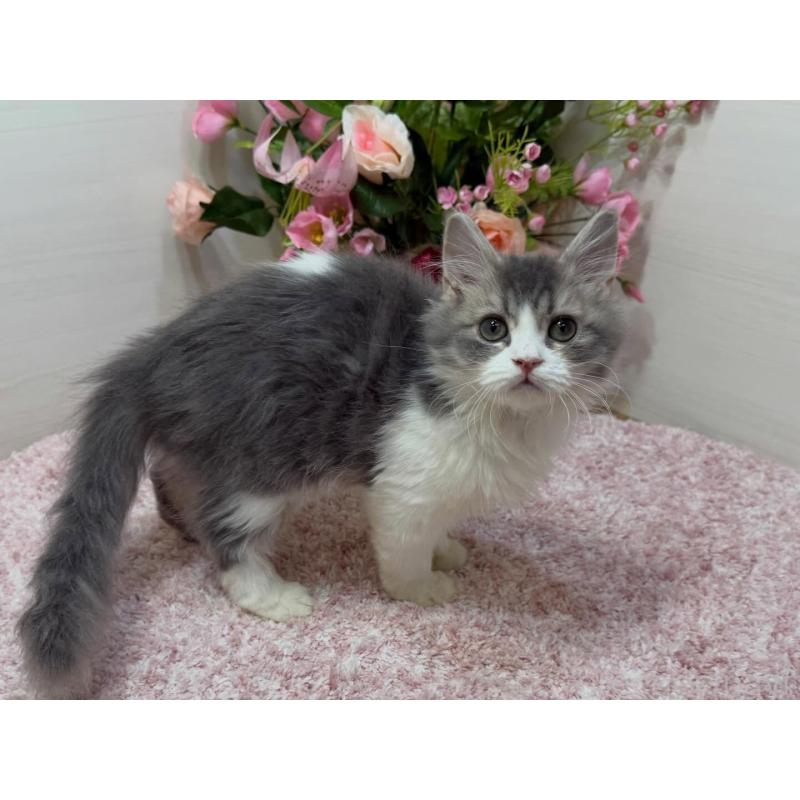 販売中の東京都のラガマフィン-134749の5枚目