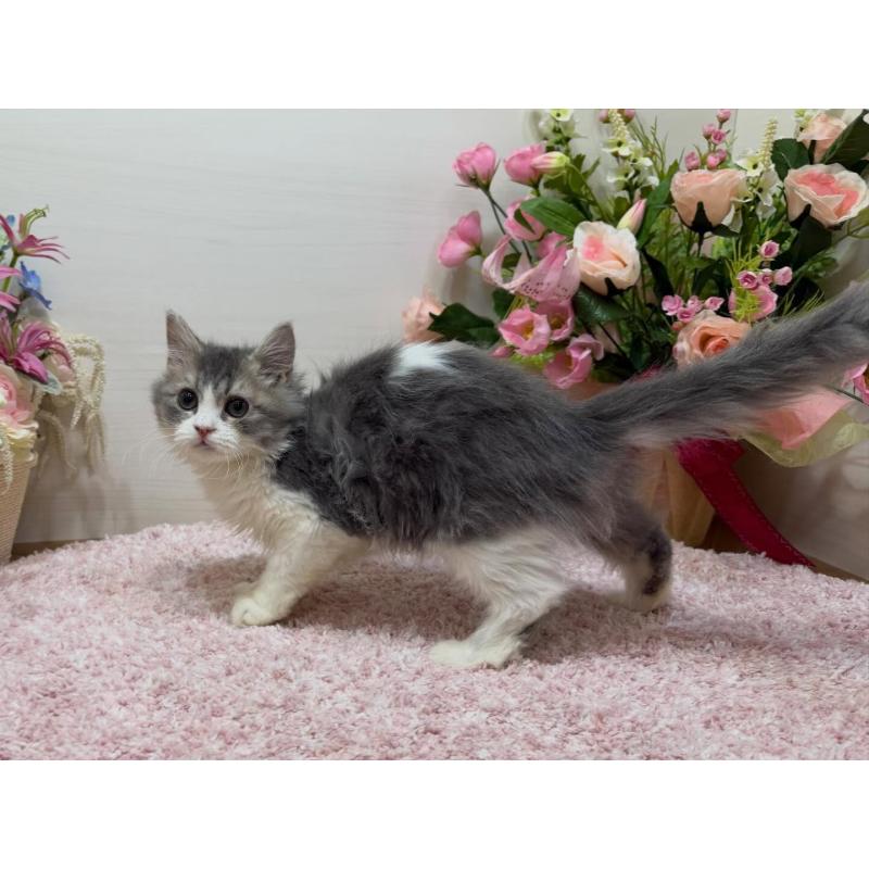 販売中の東京都のラガマフィン-134749の4枚目