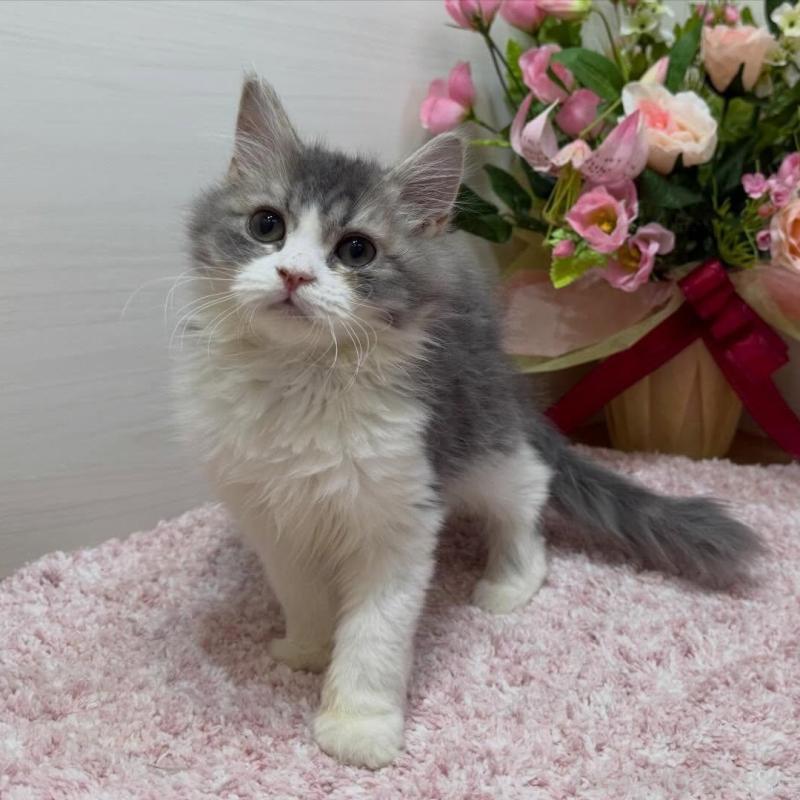 販売中の東京都のラガマフィン-134749の1枚目