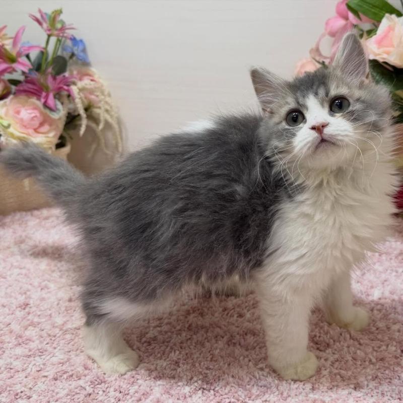 販売中の東京都のラガマフィン-134749の2枚目