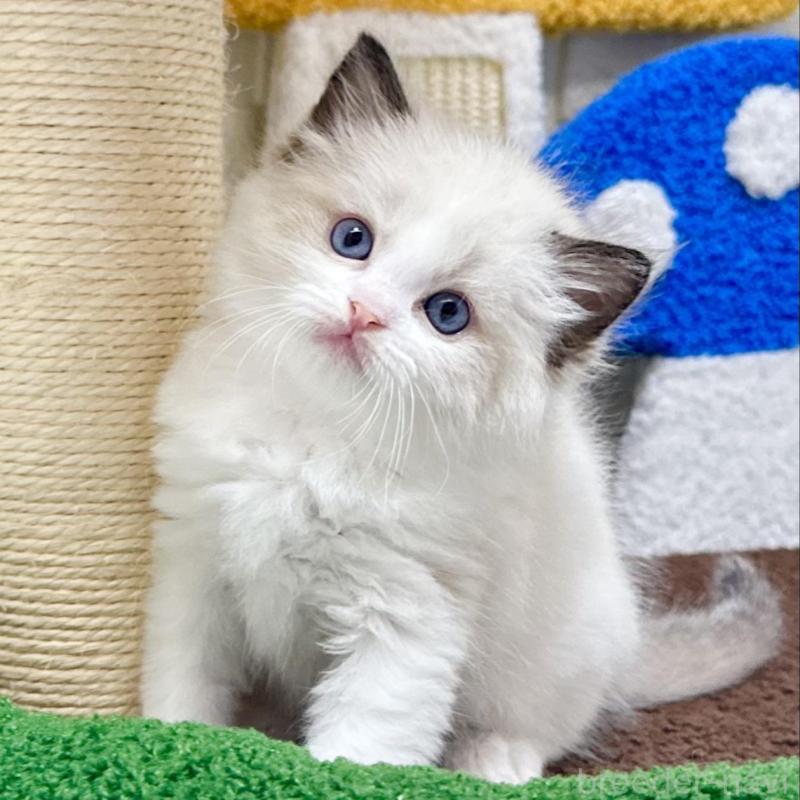 販売中の三重県のラグドール-134750