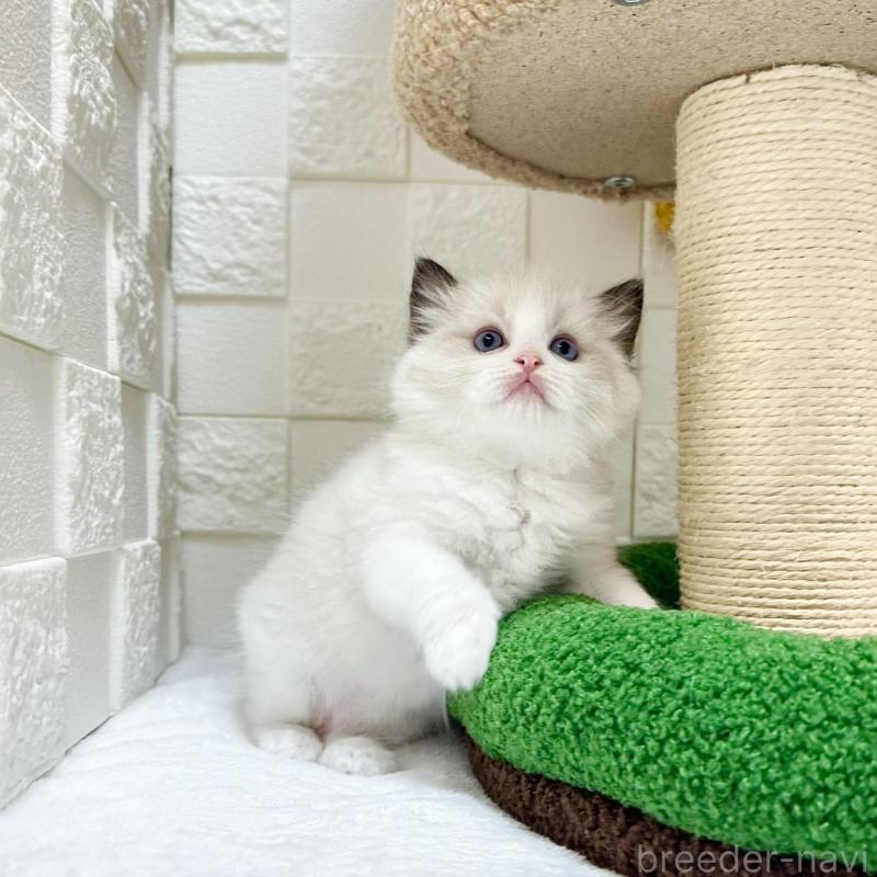 販売中の三重県のラグドール-134750の5枚目