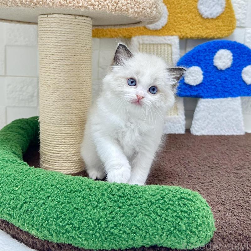 販売中の三重県のラグドール-134750の3枚目