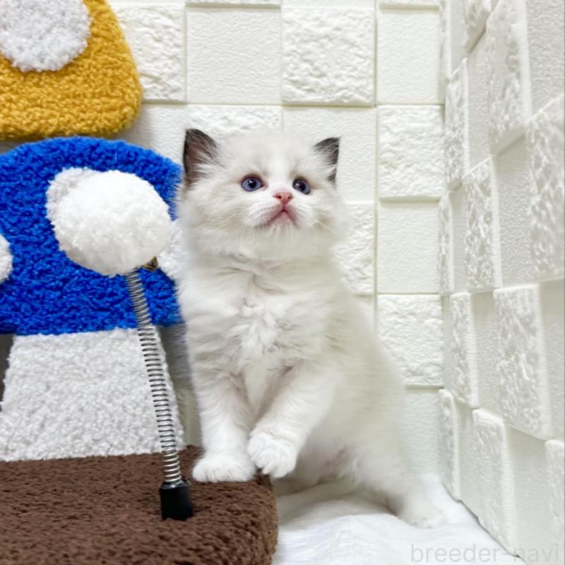 販売中の三重県のラグドール-134750の2枚目