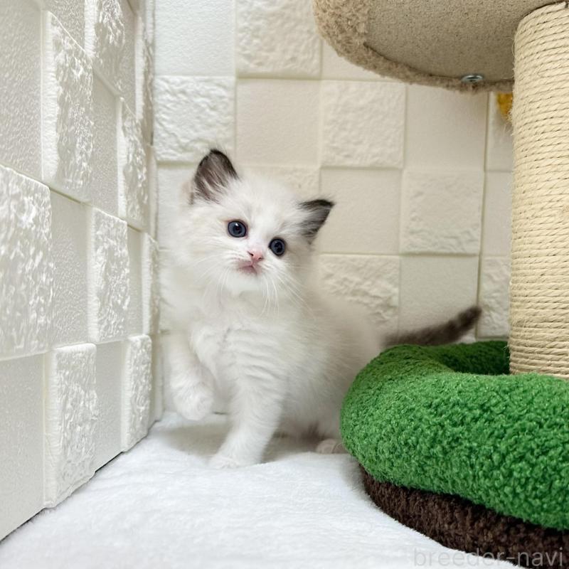 販売中の三重県のラグドール-134751の5枚目