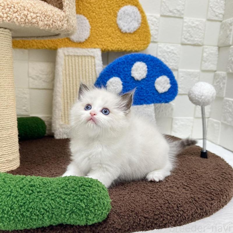 販売中の三重県のラグドール-134751の2枚目