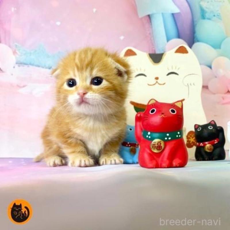 販売中の大阪府のスコティッシュフォールド(折れ耳)-134752