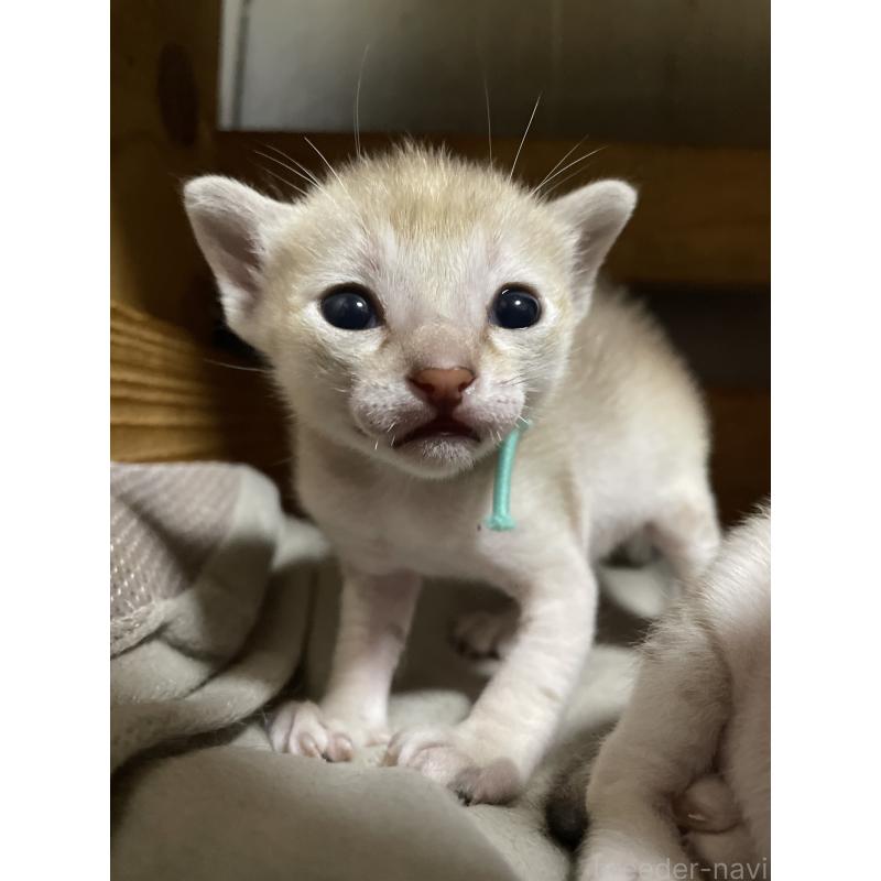 販売中の広島県のシンガプーラ-134585の7枚目