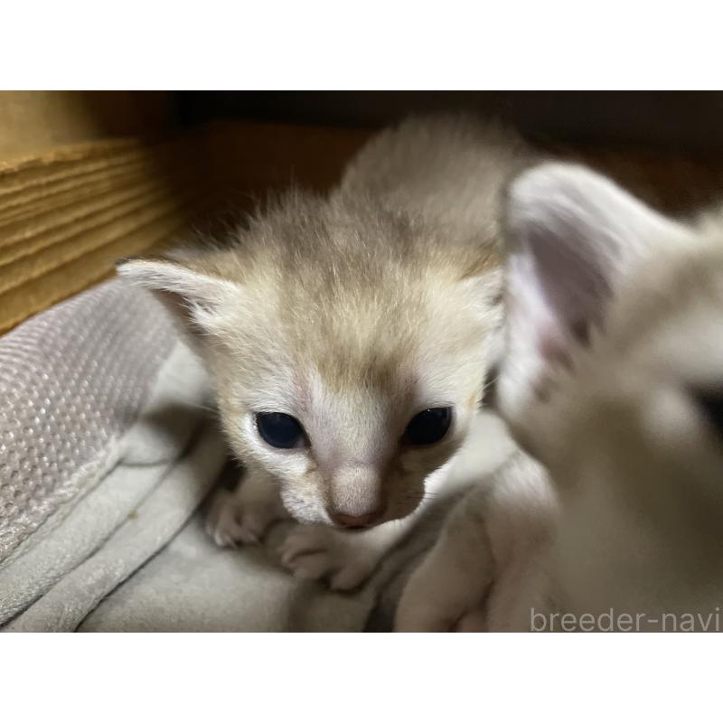 販売中の広島県のシンガプーラ-134585の6枚目