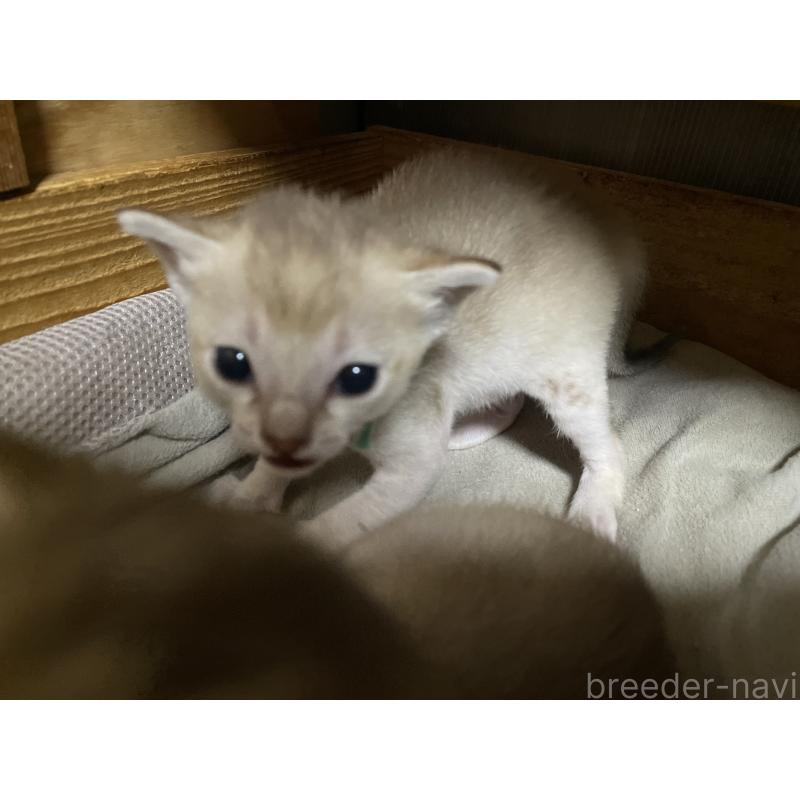 販売中の広島県のシンガプーラ-134585の5枚目