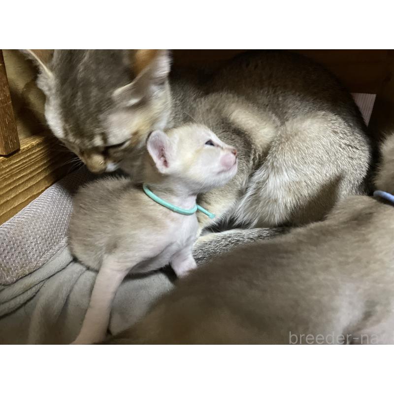 販売中の広島県のシンガプーラ-134585の3枚目