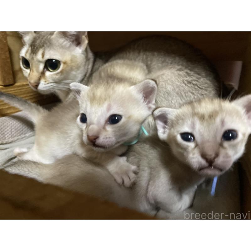 販売中の広島県のシンガプーラ-134585の2枚目