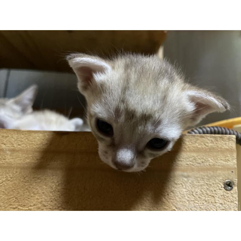 販売中の広島県のシンガプーラ-134583の10枚目