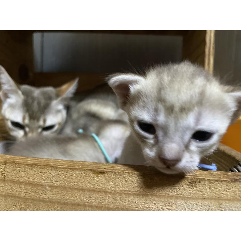 販売中の広島県のシンガプーラ-134583の9枚目