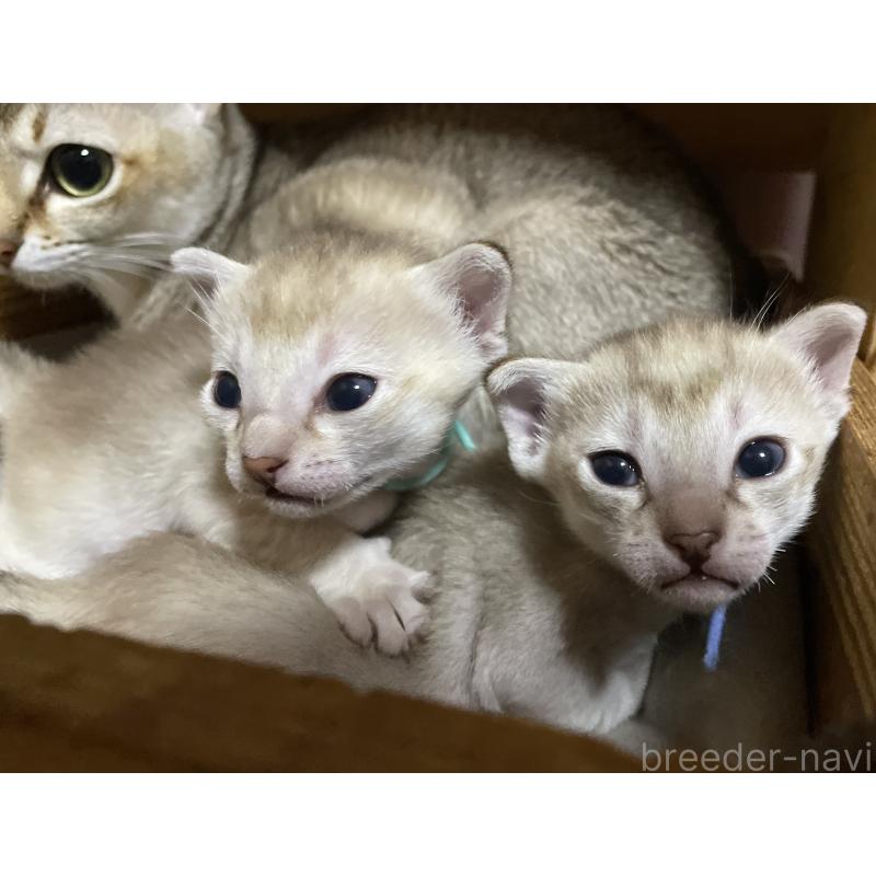 販売中の広島県のシンガプーラ-134583の8枚目