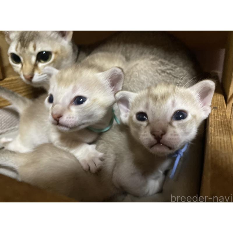 販売中の広島県のシンガプーラ-134583の7枚目