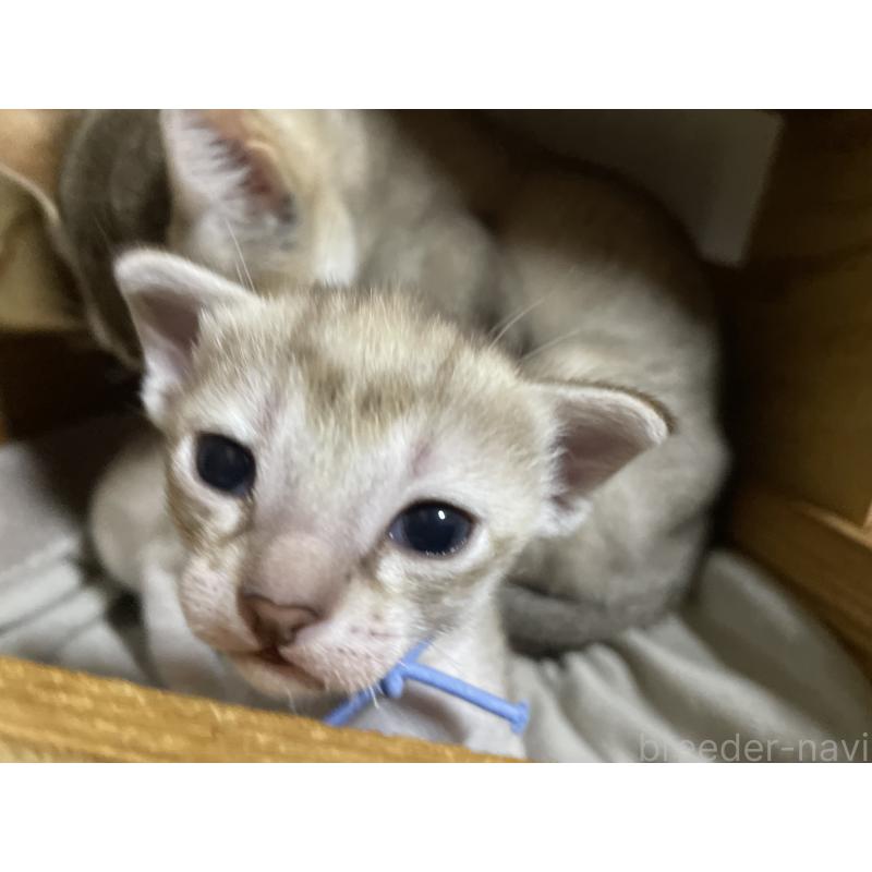 販売中の広島県のシンガプーラ-134583の6枚目