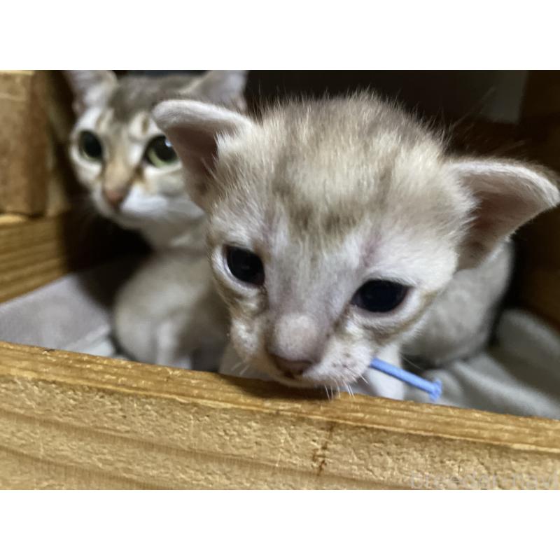 販売中の広島県のシンガプーラ-134583の5枚目