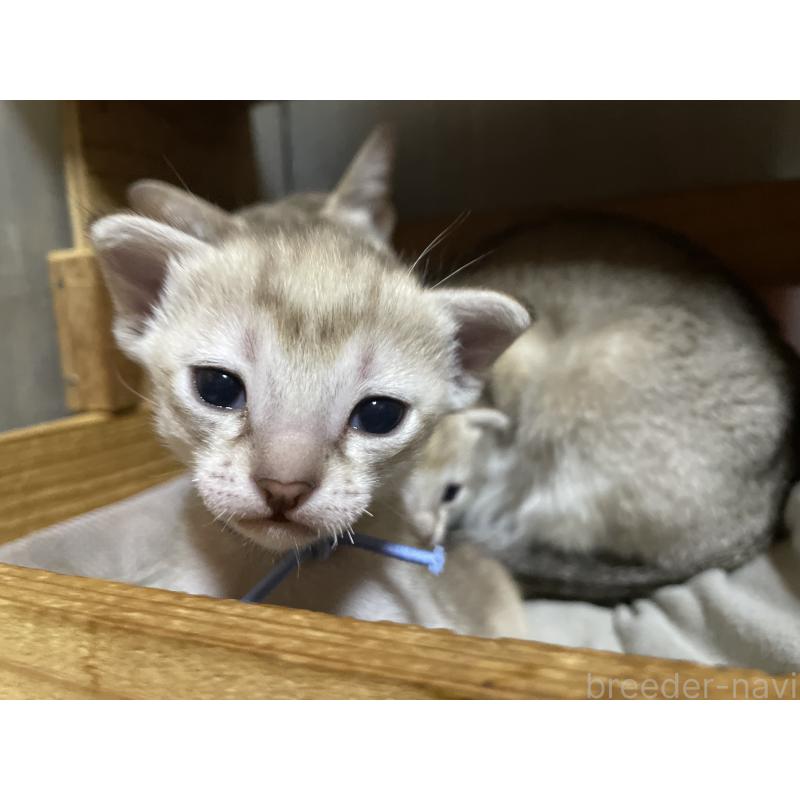 販売中の広島県のシンガプーラ-134583の4枚目