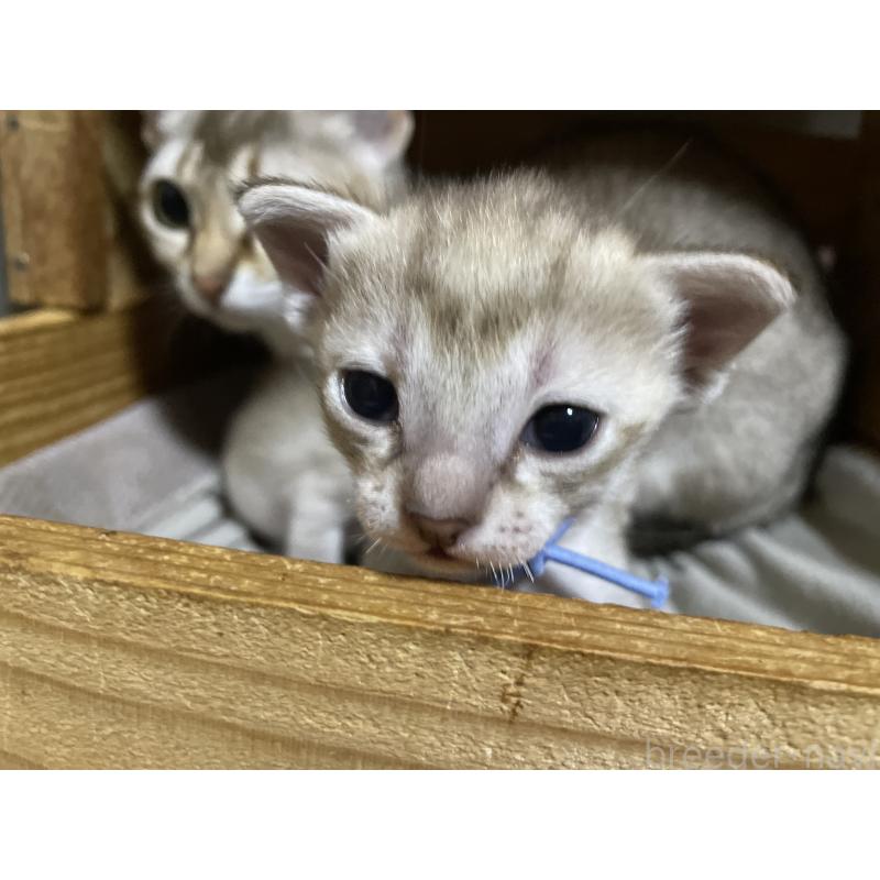 販売中の広島県のシンガプーラ-134583の3枚目