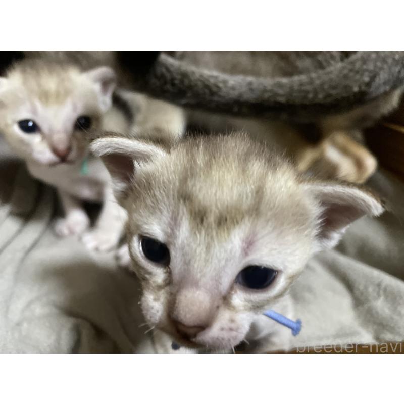 販売中の広島県のシンガプーラ-134583の2枚目